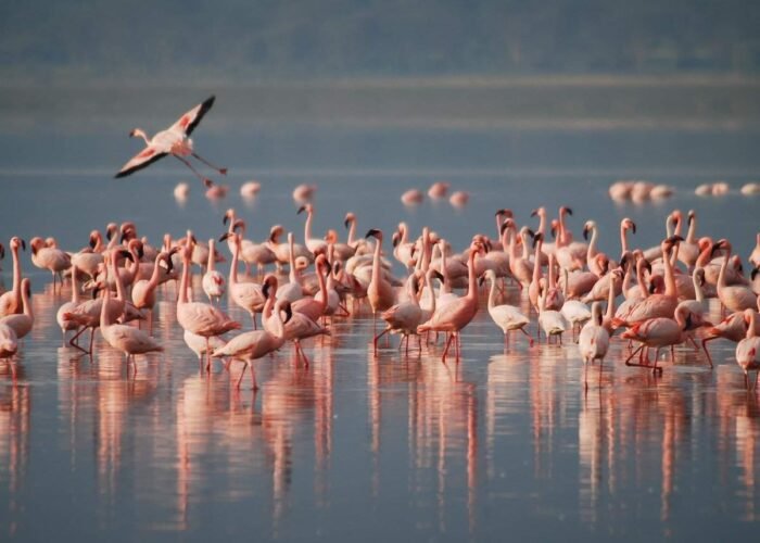 flamingos, africa, wildlife