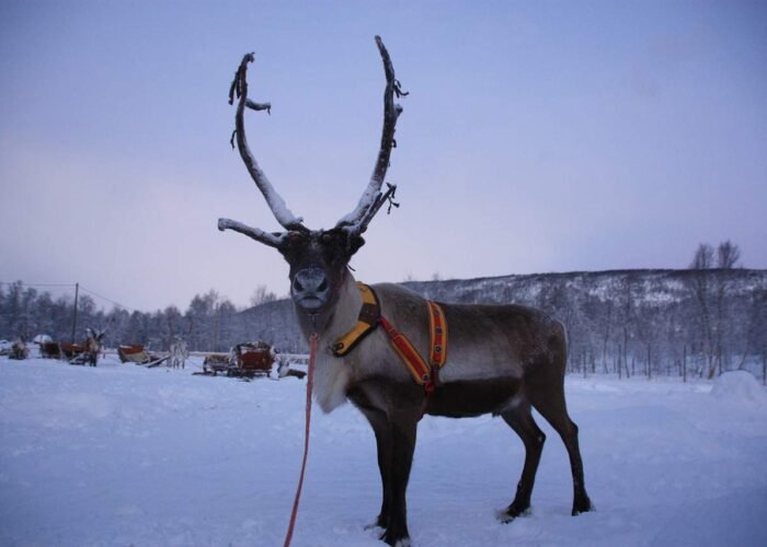 rennes, finland, lapland