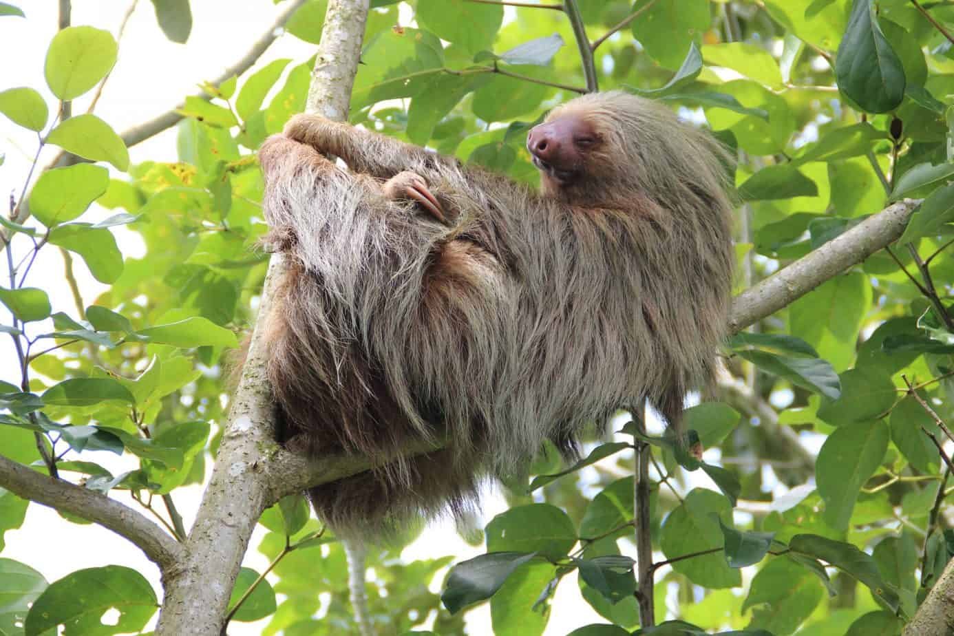 sloth, costa rica, rainforest