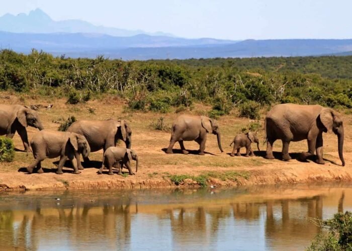 elephants, herd, safari