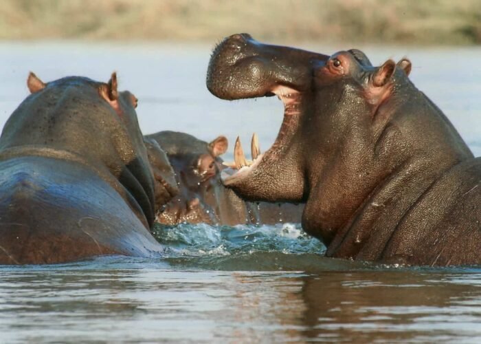 hippopotamus, animals, wildlife