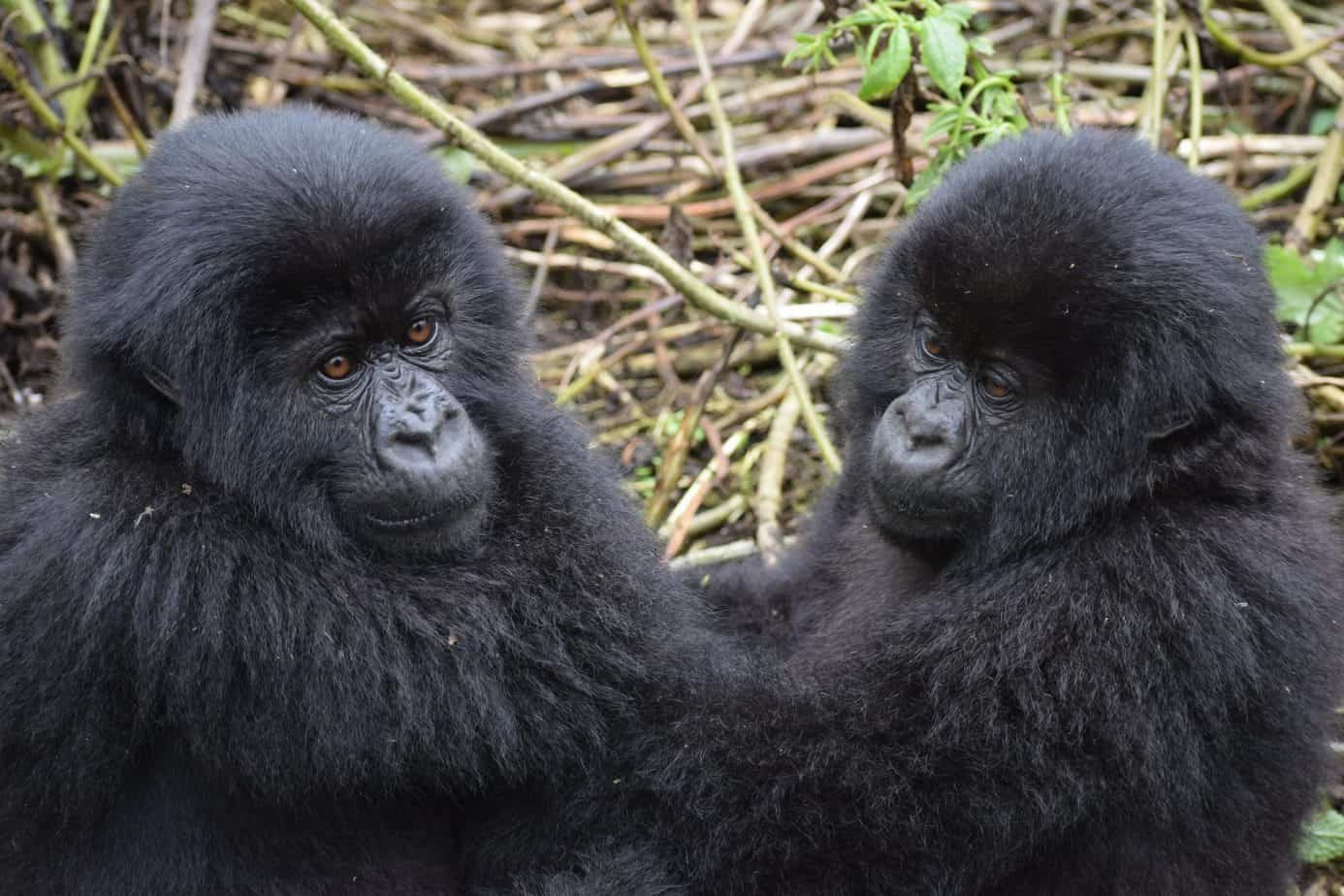 mountain gorilla, uganda, wildlife