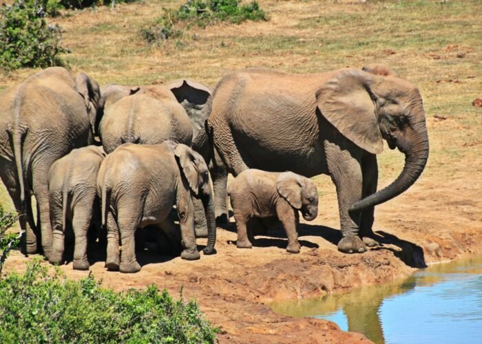 elephants, animal, elephant herd