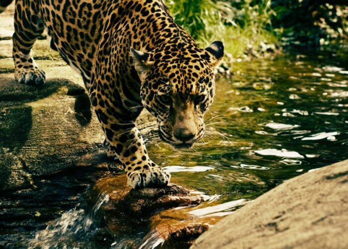 leopard, predator, wild cat