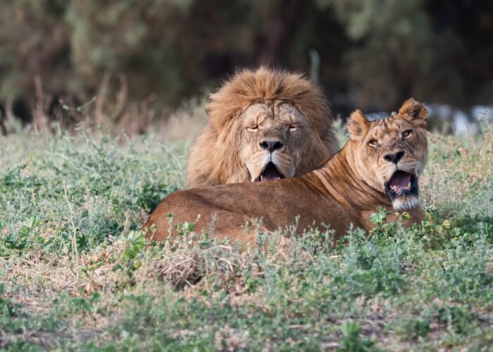 lions, lioness, king