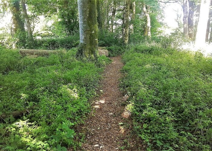 woodland-walk-dog-freindly